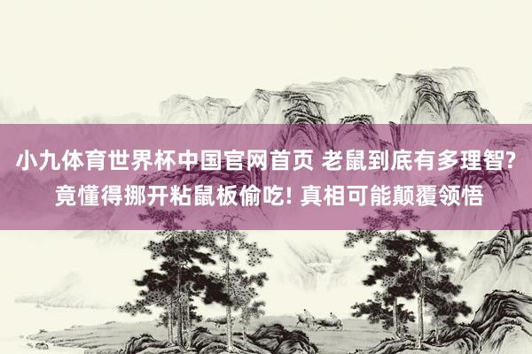 小九体育世界杯中国官网首页 老鼠到底有多理智? 竟懂得挪开粘鼠板偷吃! 真相可能颠覆领悟